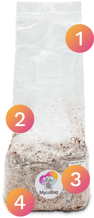 mycobag