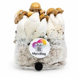 Mac Galactic mushrooms grown in a MycoBag