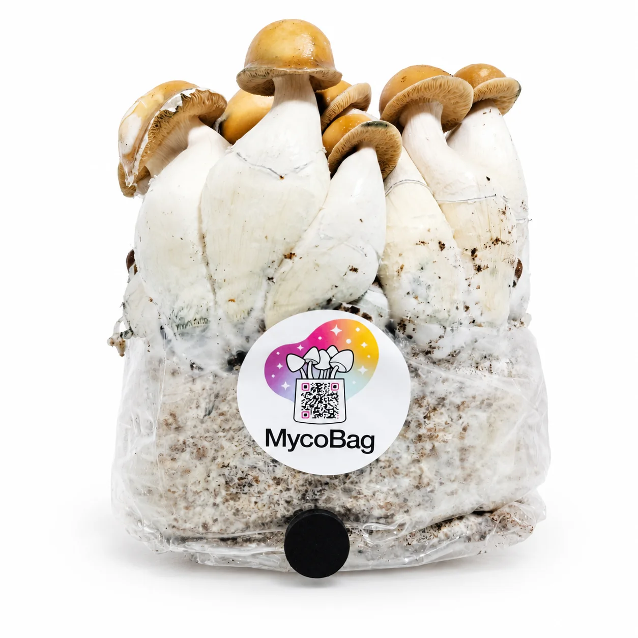 Mac Galactic psilocybe cubensis mushrooms fruiting from a MycoBag grow kit