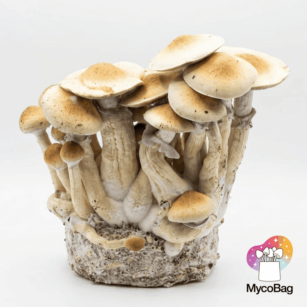 Beginner's guide to magic mushrooms cultivation using sterile grow bags