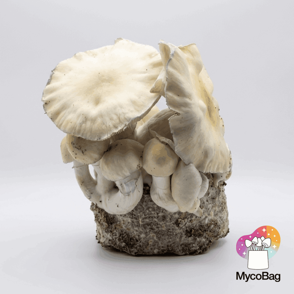 High-Yield Mushroom Cultivation