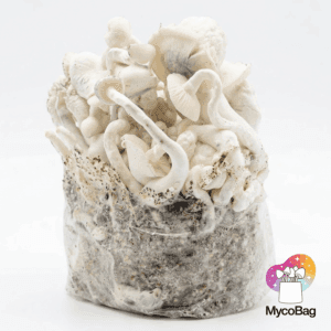 Long Whyte Cloudz psilocybe cubensis mushrooms fruiting from a MycoBag grow kit