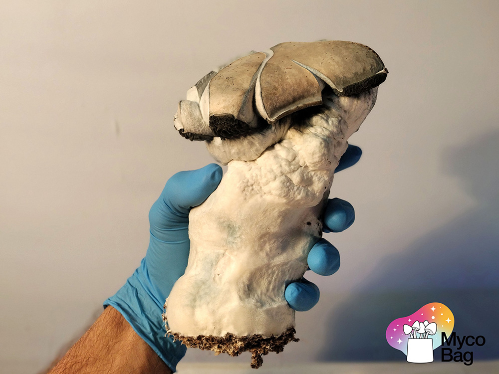 purchase magic mushrooms