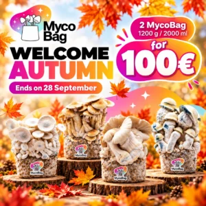 Welcome Autumn offer: 2 MycoBag 1200 g psilocybe cubensis grow kits for 100€