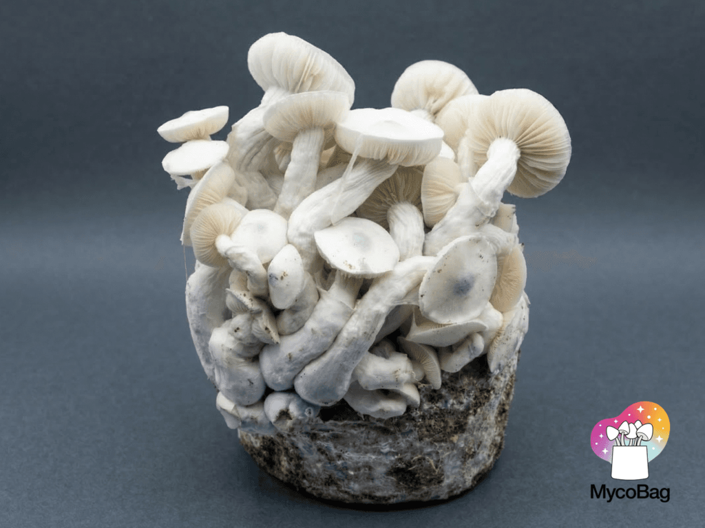 Comparaison côte à côte, en laboratoire, d'un champignon « Jedi Mind Fuck » albinos pur et d'un corps fructifère leucistique de « Whitebilly »