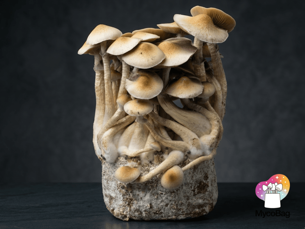 Un sac de culture de champignons « tout-en-un » entièrement colonisé, présentant un mycélium blanc et sain, à côté d'un bac en plastique traditionnel