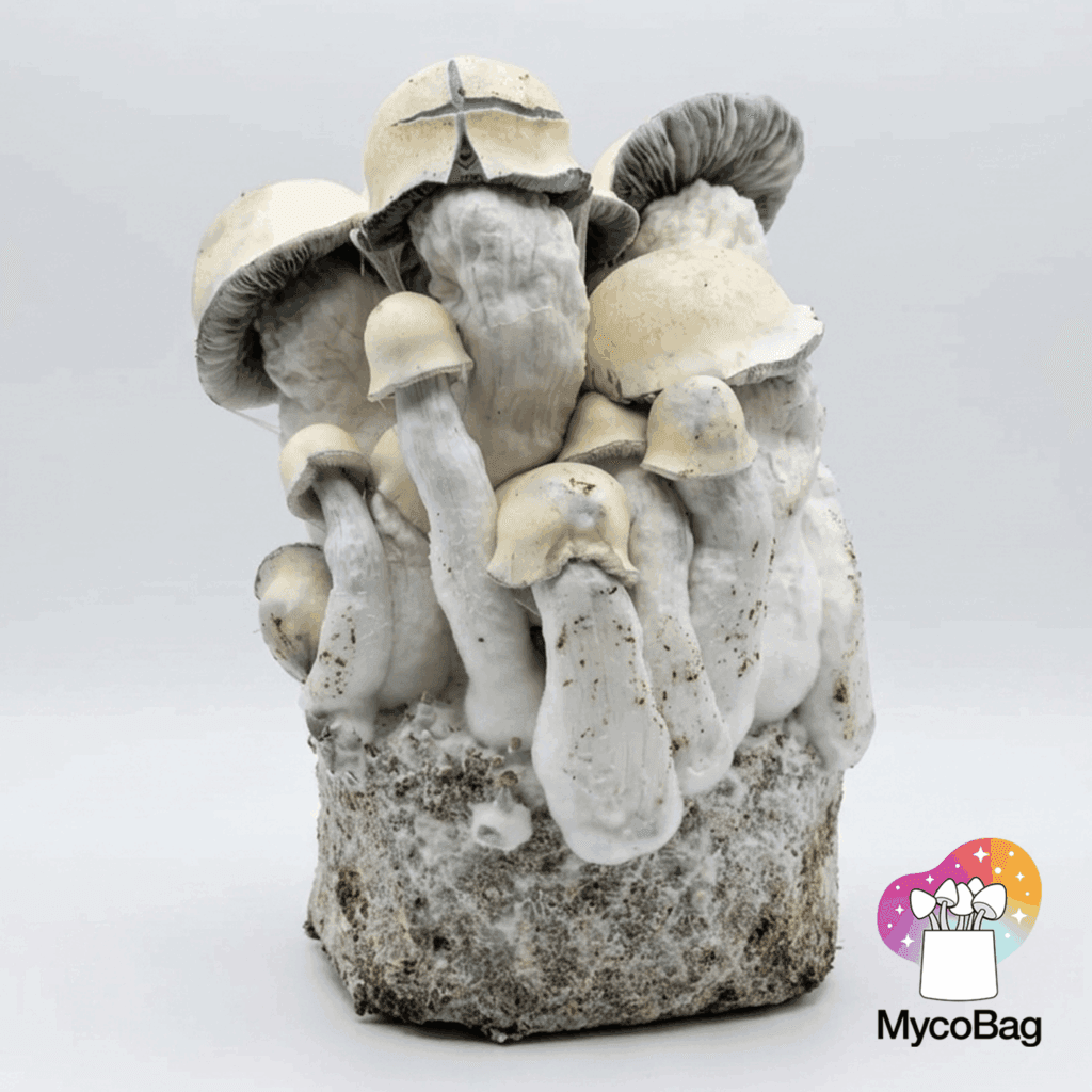 Champignons Psilocybe cubensis fructifiant dans un sac de culture MycoBag