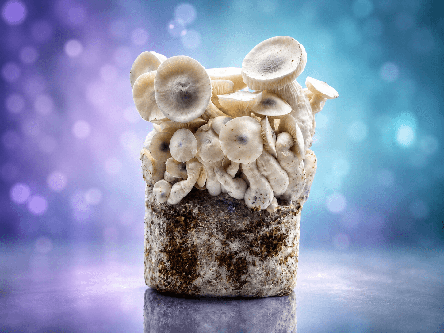Professional MycoBag showing high-yield mushroom flush to maximize mushroom harvest