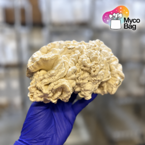 Hydra Mushroom Grow Kit